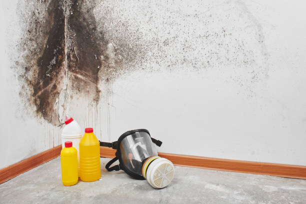 Best Mold Removal Company Near Me  in Wallington, NJ
