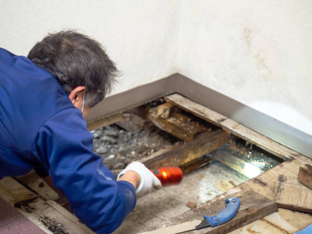 Best Mold Remediation  in Wallington, NJ