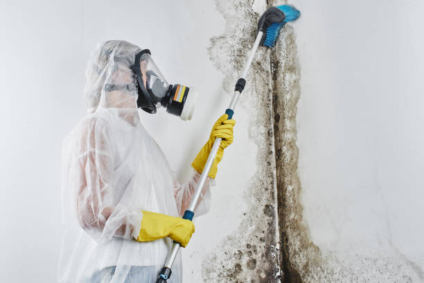 Best Mold Testing  in Wallington, NJ