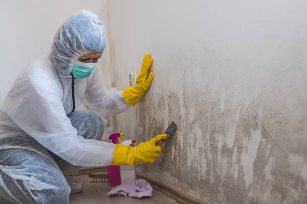 Best Certified Mold Removal  in Wallington, NJ