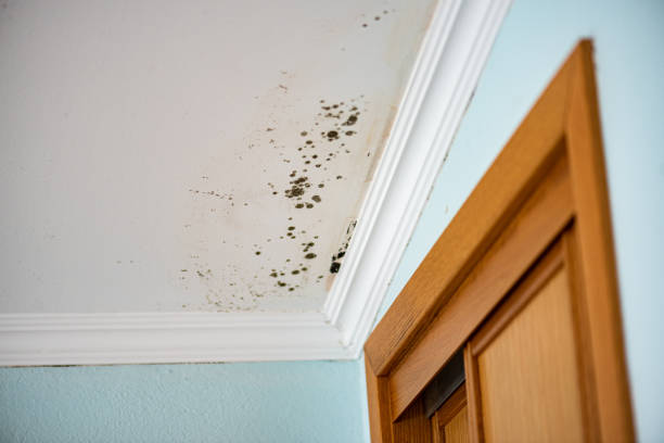 Best Commercial Mold Removal  in Wallington, NJ