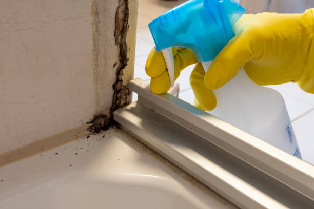 Best Office Mold Removal Services  in Wallington, NJ
