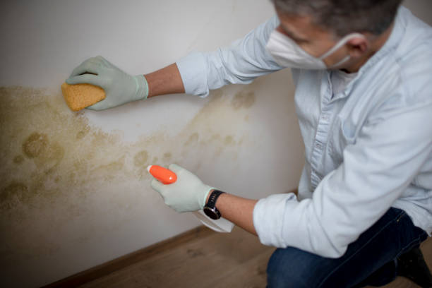 Best Emergency Mold Removal  in Wallington, NJ