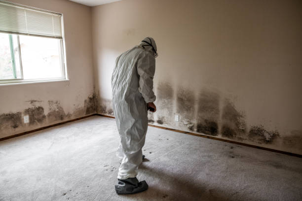 Best Emergency Mold Removal  in Wallington, NJ