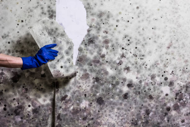 Best Same-Day Mold Removal  in Wallington, NJ