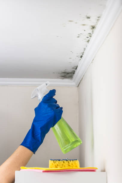 Reliable Wallington, NJ Mold Removal Solutions