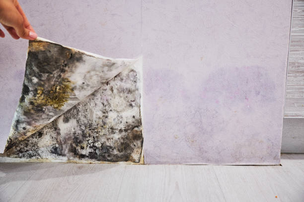 Best Toxic Mold Removal  in Wallington, NJ